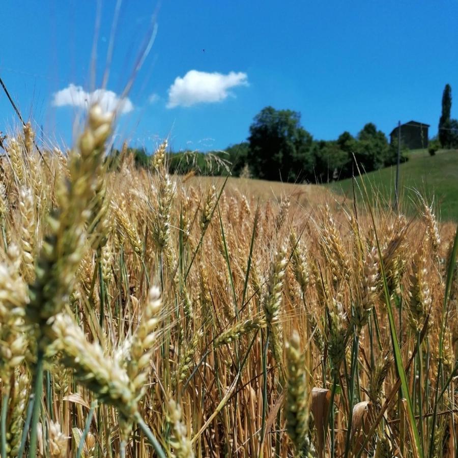 Az. Agr. Agriturismo Nonna Nella Villa Guiglia Екстериор снимка